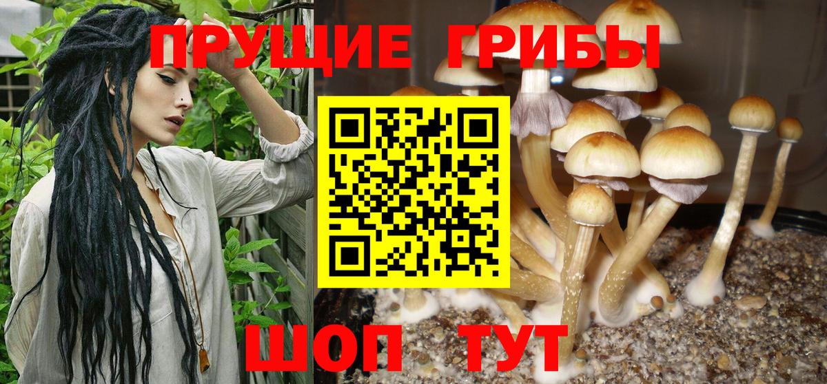 Псилоцибиновые грибы Psilocybine cubensis Зеленогорск